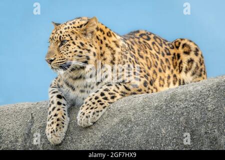 Primo piano Full Body Shot di un leopardo africano poggiato su una recinzione Clay durante l'ora Blu. Foto Stock