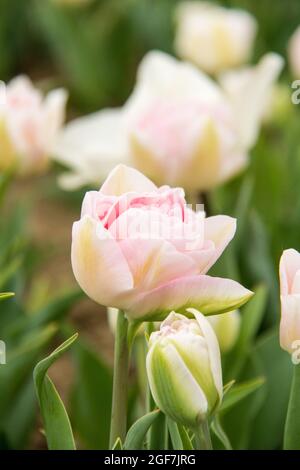 Primo piano tulipano bianco-rosa Terry Foxtrot fiore. Campo di tulipani in fiore all'aperto Foto Stock