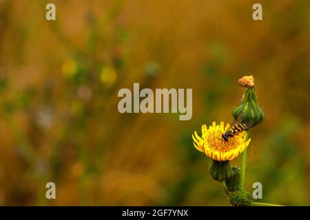 Hoverfly su sfondo bokeh giallo fiore Foto Stock