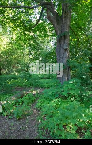 Grande vecchio albero lungo la Weg Emscher, Dortmund Foto Stock