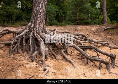 Radici di un pino sulla collina di Fliegenberg nel Wahner Heath, Troisdorf, Renania settentrionale-Vestfalia, Germania. Wurzeln einer Kiefer am Fliegenberg in der Foto Stock