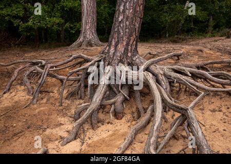 Radici di un pino sulla collina di Fliegenberg nel Wahner Heath, Troisdorf, Renania settentrionale-Vestfalia, Germania. Wurzeln einer Kiefer am Fliegenberg in der Foto Stock