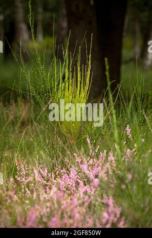 Fiore comune erica (Calluna vulgaris) e brom pennello nel Wahner Heath vicino Telegraphen collina, Troisdorf, Nord Reno-Westfalia, Germania. bl Foto Stock