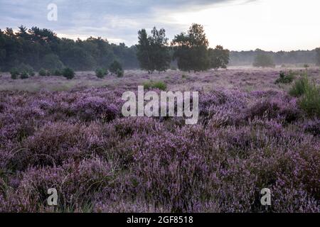 Erica comune fiorita (Calluna vulgaris) e alberi di betulla nel Wahner Heath vicino Telegraphen collina, mattina presto, Troisdorf, Nord Reno-Westfal Foto Stock