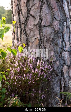 Erica comune fiorita (Calluna vulgaris) e pino nella brughiera di Wahner sulla collina di Fliegenberg, Troisdorf, Renania settentrionale-Vestfalia, Germania. Bluehe Foto Stock