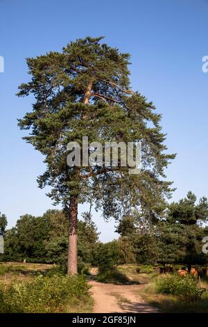 Un pino nella brughiera di Wahner, Colonia, Renania Settentrionale-Vestfalia, Germania. Kiefer in der Wahner Heide, Koeln, Nordrhein-Westfalen, Germania. Foto Stock