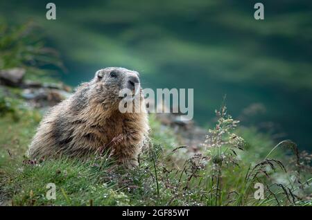 Marmotte al Kaiser-Franz-Josefs Höhe sulla strada alpina Grossglockner, Carinzia, Austria Foto Stock