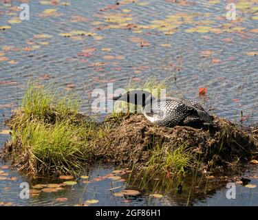 Loon comune testa lato guardando verso il cielo sul suo nido con erba palude, fango, giglio d'acqua nel suo ambiente e habitat paludoso. Immagine loon Foto Stock