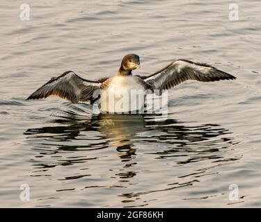 Comune Loon immaturo giovane uccello nuotare nel suo ambiente e habitat circostante, mostrando il suo crescente palco spalmato ali e piuma. Loon. Foto Stock