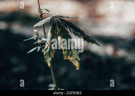 Morendo Cannabis pianta primo piano Foto Stock