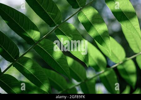 Sumac soffice o albero di aceto. Foglie verdi brillanti. Vista ravvicinata Foto Stock