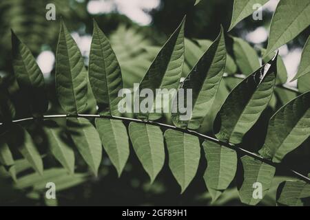 Sumac soffice o albero di aceto. Foglie verdi brillanti. Primo piano. Foto Stock