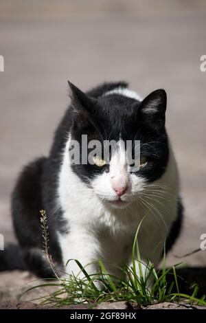 Primo piano di un gatto da smoking bianco e nero Foto Stock