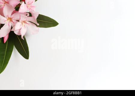 Oleandro rosa, fiori rosa baia con foglie isolate su sfondo bianco. Spazio libero per i prodotti da esposizione. Sfondo e cornice naturale Foto Stock