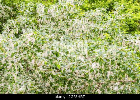 Peluche di pioppo nel ramoscello tra verde foglie sfondo Foto Stock