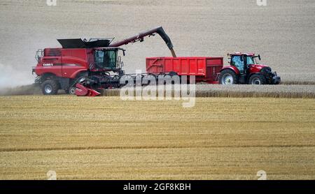 Un trattore si muove accanto a una mietitrebbia mentre scarica la granella mentre si miete un campo vicino a Stockbridge nell'Hampshire. Data foto: Martedì 24 agosto 2021. Foto Stock