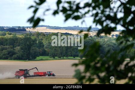 Un trattore si muove accanto a una mietitrebbia mentre scarica la granella mentre si miete un campo vicino a Stockbridge nell'Hampshire. Data foto: Martedì 24 agosto 2021. Foto Stock