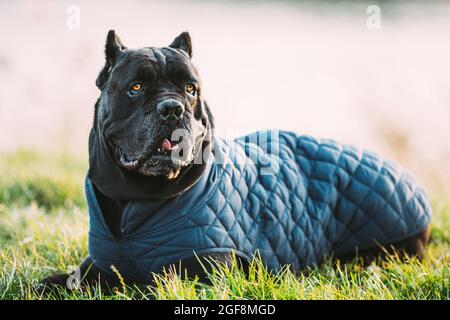 Black cane corso Dog seduto in erba. Il cane indossa abiti caldi. Razze Big Dog Foto Stock
