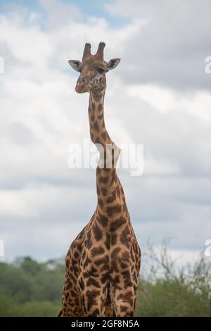 Una giraffa con una o due vertebre fortemente attorcigliate, ma si alza forte e sano! Questo è probabilmente l'effetto della scoliosi. Foto Stock