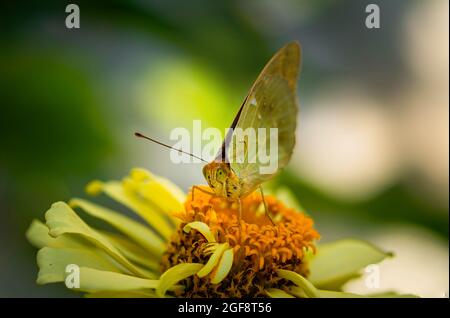 Argynnis pandora, il cardinale, è una farfalla della famiglia Nymphalidae sul fiore giallo di Zinnia, fuoco selettivo, profondità di campo poco profonda Foto Stock