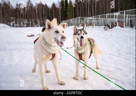 Cane Husky nella terra delle meraviglie della neve. Primo piano ritratto di una bella donna in abiti colorati che abbraccia il suo cane Husky nel parco invernale. Malamute dell'Alaska, all'aperto Foto Stock