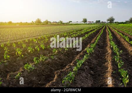 Piantagione di peperoni piccanti al tramonto. Coltivando verdure all'aperto su terreno aperto. Piantine di pepe appena piantate. Agroindustria. Impianto c Foto Stock