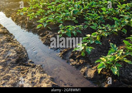 Canale di irrigazione con acqua su una piantagione di fattoria. Annaffiatura il campo piantagione. Agricoltura biologica europea. Agricoltura e agroalimentare. Agronomia. GRE Foto Stock