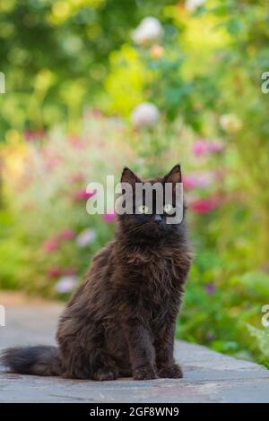 Gatto nero con fiori all'aperto. Momento atmosferico nella natura all'aperto. Il gatto nero cammina e gode di un bel giardino. Foto Stock