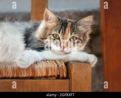 Carino gatto pigro, torbie tricolore colorato tartaruga-e-bianco, poggiando comodamente su una sedia di legno, la sua testa adagiata su una zampa, Grecia Foto Stock