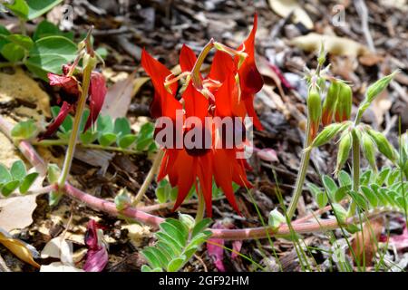 Australia, di sturt desert pea il fiore nazionale del Sud Australia Foto Stock