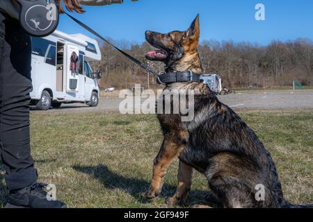 Un felice cucciolo tedesco di quattro mesi Shepherd guardando la macchina fotografica. Linea di lavoro razza Foto Stock