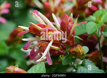 Fiore rosso unico di una pianta di gamberi con nome scientifico Justicia Brandegeana Foto Stock