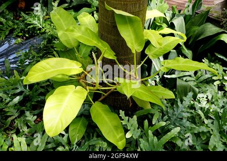 Una grande lime Filodendron di Limone con radici aeree che si arrampicano su un albero Foto Stock