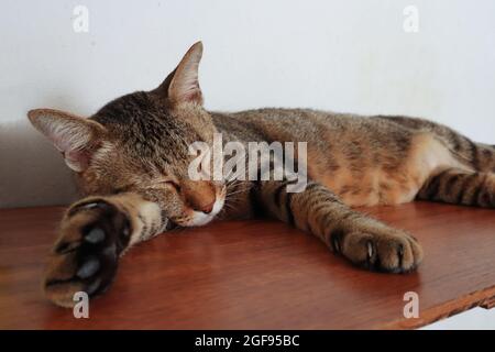 Ritratto vicino di adorabile gatto tabby maschile rilassante e dormire comodamente sulla mensola. Foto Stock
