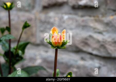 Un'immagine ravvicinata di un fiore arancione in erba. Sfondo grigio Foto Stock
