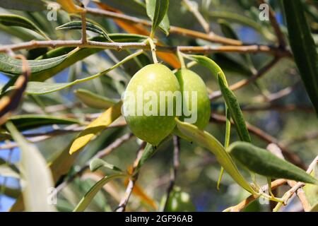 Olive su ramo di ulivo nella periferia di Atene in Grecia. Foto Stock