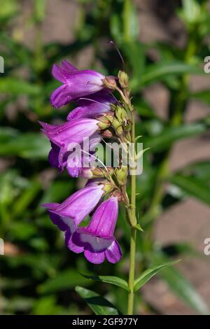 Penstemon 'Pensham zar' Foto Stock