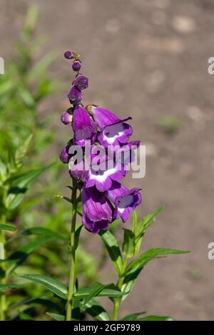 Penstemon 'Pensham zar' Foto Stock