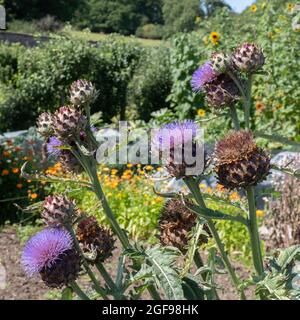 Cynara cardunculus, cardoon Foto Stock