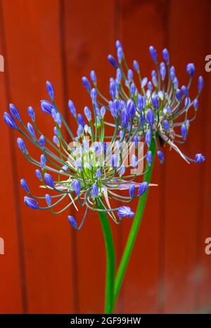 Flora, Fiori, Agapanthus di colore blu che cresce all'aperto in giardino. Foto Stock