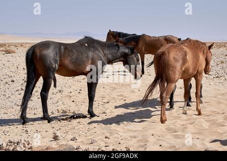 Cavalli selvaggi del deserto del Namib (Equus ferus caballus) nei pressi di Aus, Namibia, Africa. Foto Stock