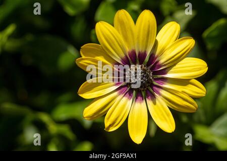 Delizioso Osteospermum 'Blue Eyed Beauty', margherita africano 'Blue Eyed Beauty' fiore in primo piano Foto Stock