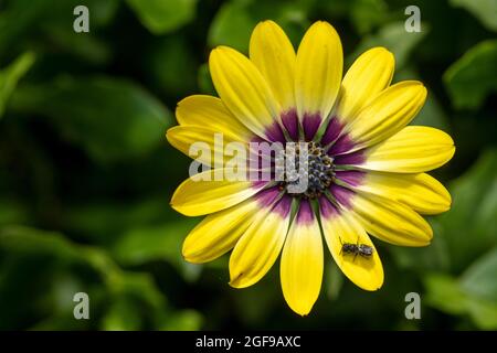 Delizioso Osteospermum 'Blue Eyed Beauty', margherita africano 'Blue Eyed Beauty' fiore in primo piano Foto Stock