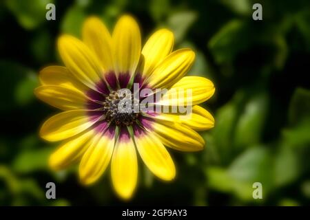 Delizioso Osteospermum 'Blue Eyed Beauty', margherita africano 'Blue Eyed Beauty' fiore in primo piano Foto Stock