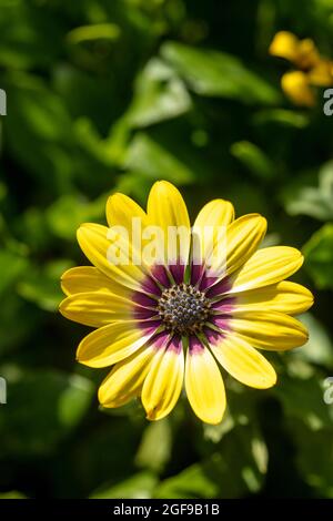 Delizioso Osteospermum 'Blue Eyed Beauty', margherita africano 'Blue Eyed Beauty' fiore in primo piano Foto Stock