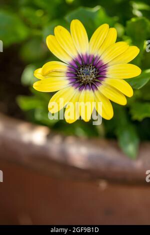 Delizioso Osteospermum 'Blue Eyed Beauty', margherita africano 'Blue Eyed Beauty' fiore in primo piano Foto Stock