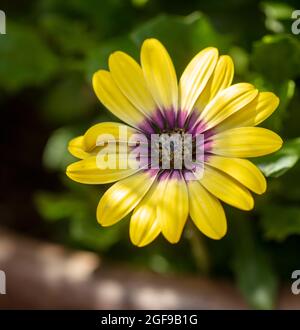 Delizioso Osteospermum 'Blue Eyed Beauty', margherita africano 'Blue Eyed Beauty' fiore in primo piano Foto Stock