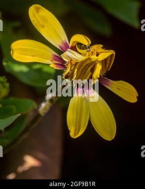 Delizioso Osteospermum 'Blue Eyed Beauty', margherita africano 'Blue Eyed Beauty' fiore in primo piano Foto Stock