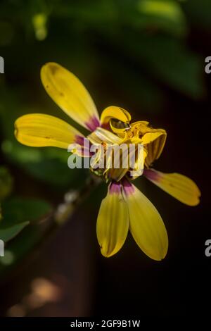 Delizioso Osteospermum 'Blue Eyed Beauty', margherita africano 'Blue Eyed Beauty' fiore in primo piano Foto Stock