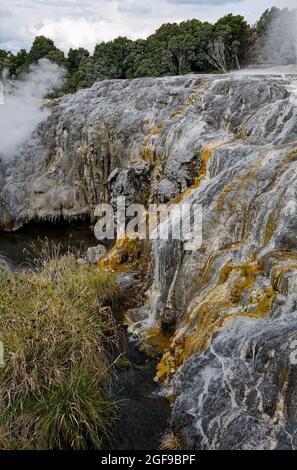 attività geotermica, acqua calda che corre su roccia collina, nubi di vapore, vegetazione, natura, potere, Centro culturale te Puia Maori; Rotorua; New Zealan Foto Stock